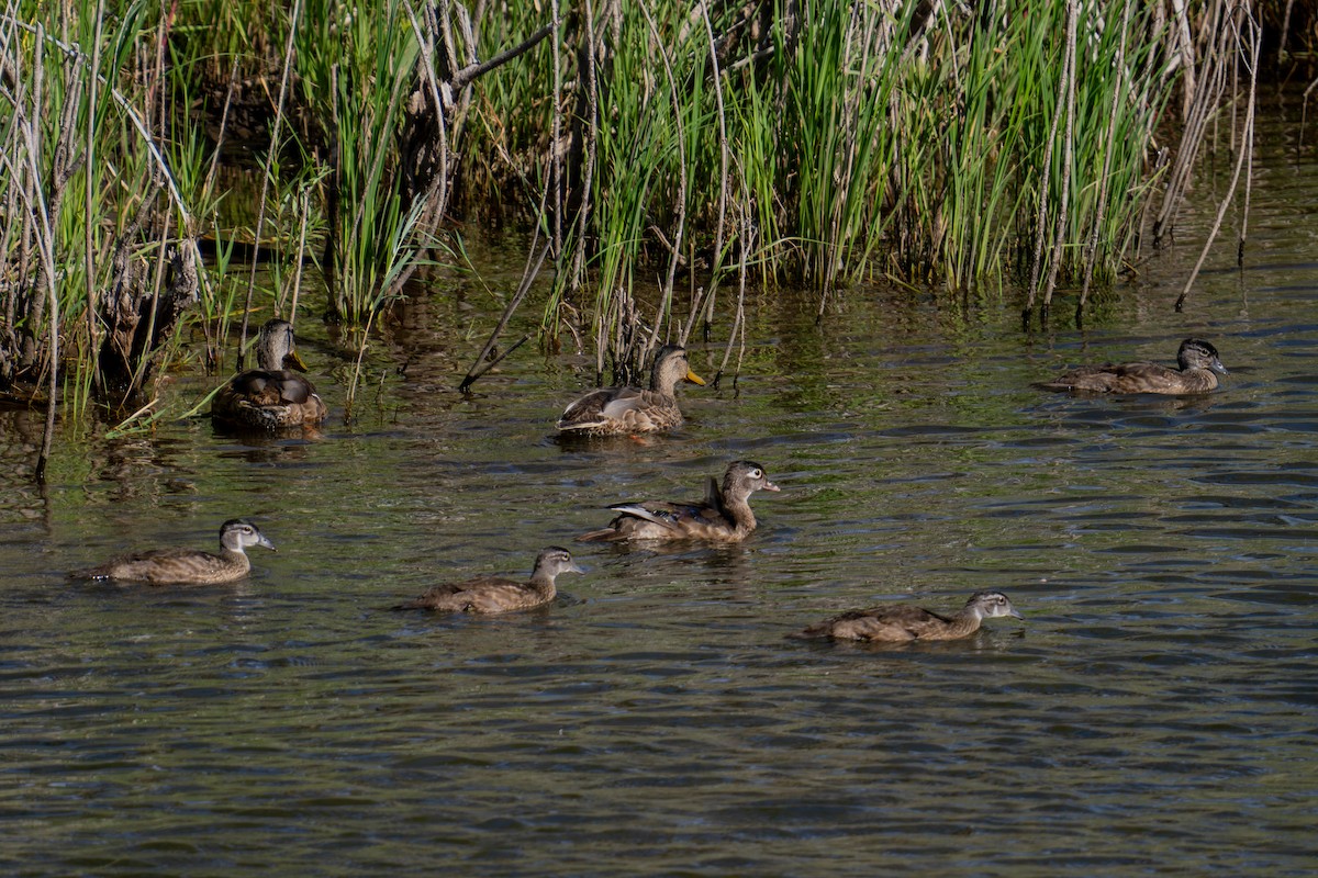 eBird Checklist - 26 Jul 2025 - Chatfield SP--Upstream of Kingfisher ...
