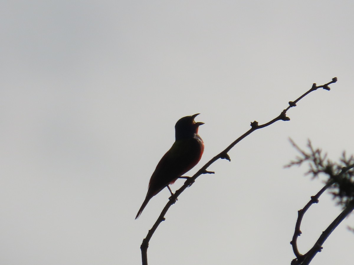 Painted Bunting - ML639442915