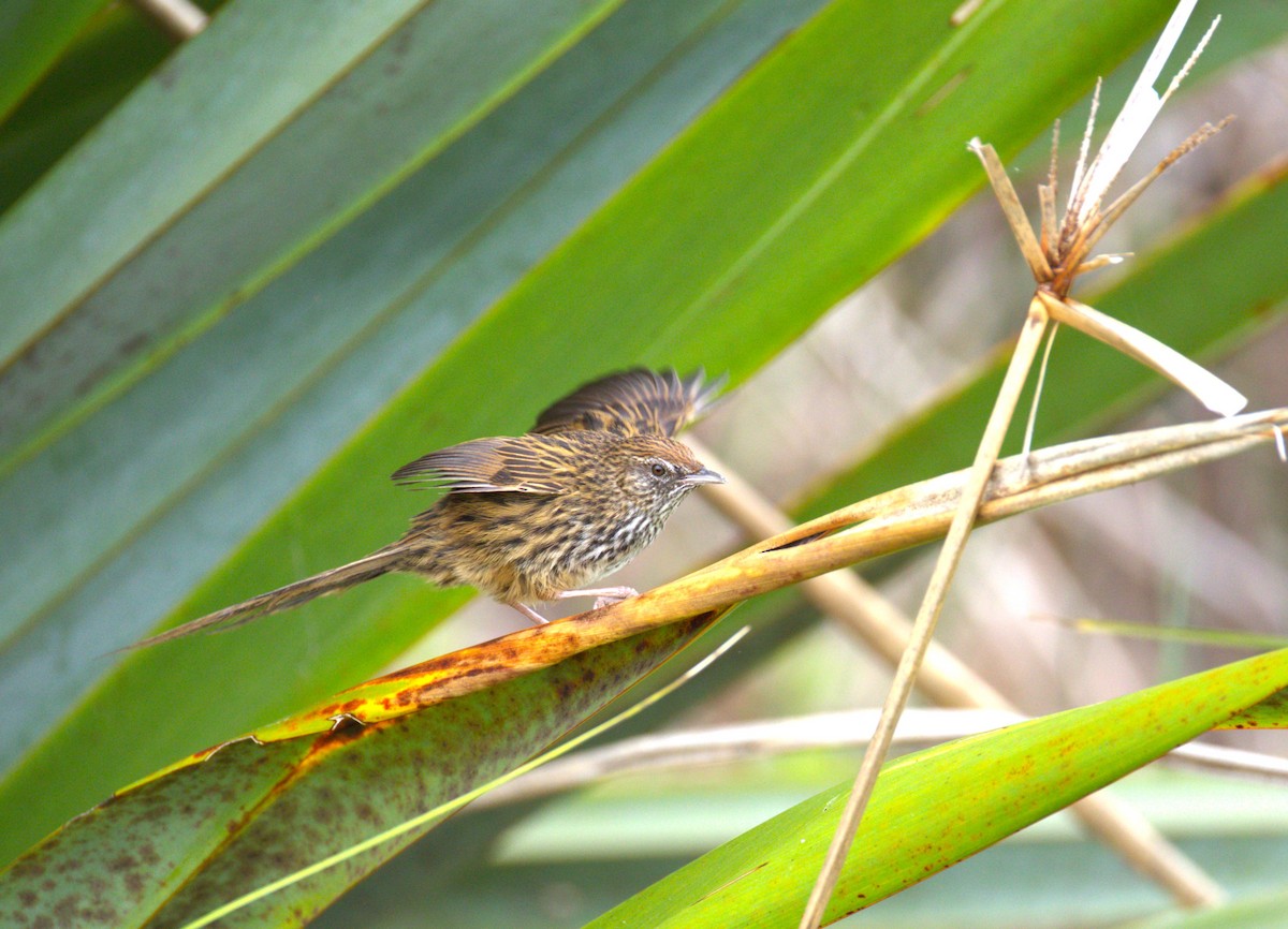 New Zealand Fernbird - ML639442956
