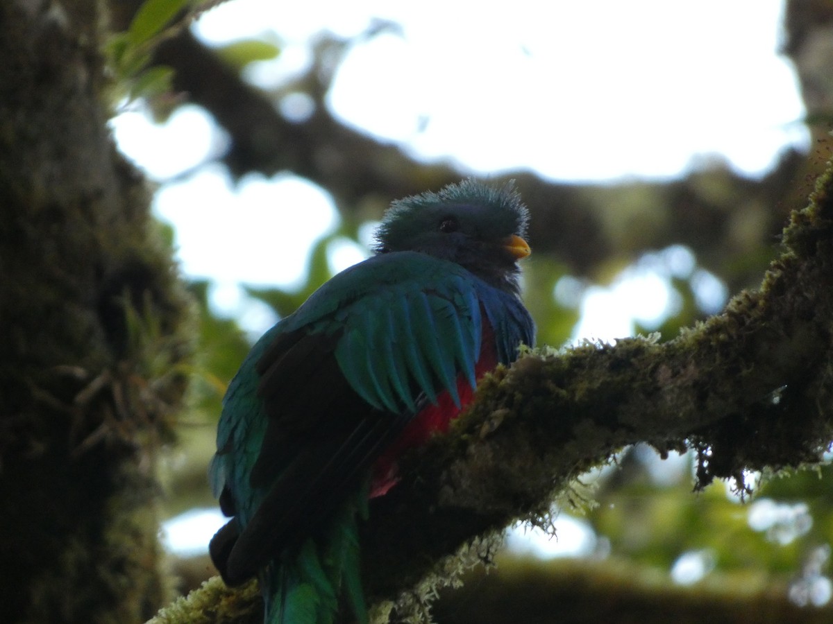Resplendent Quetzal - ML639442958