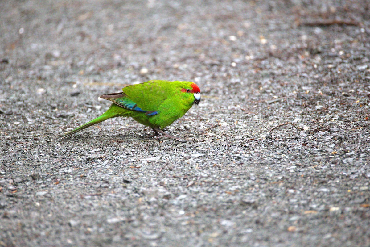 Red-crowned Parakeet - ML639442963