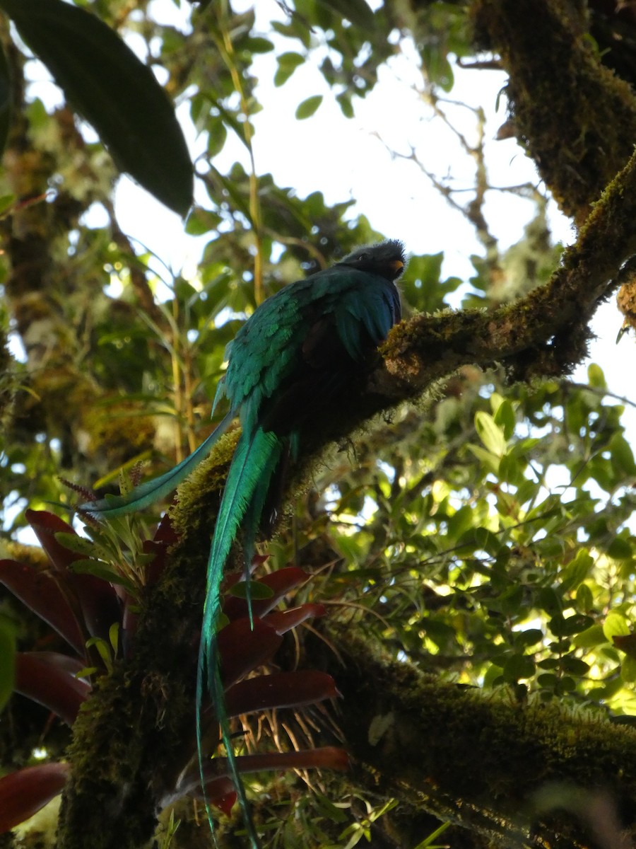 Resplendent Quetzal - ML639442971