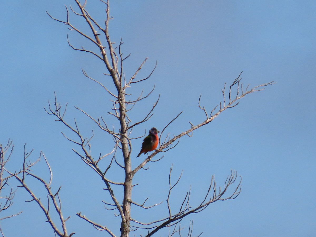 Painted Bunting - ML639442972