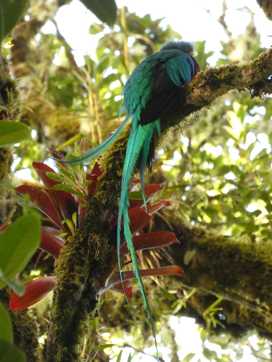Resplendent Quetzal - ML639442974