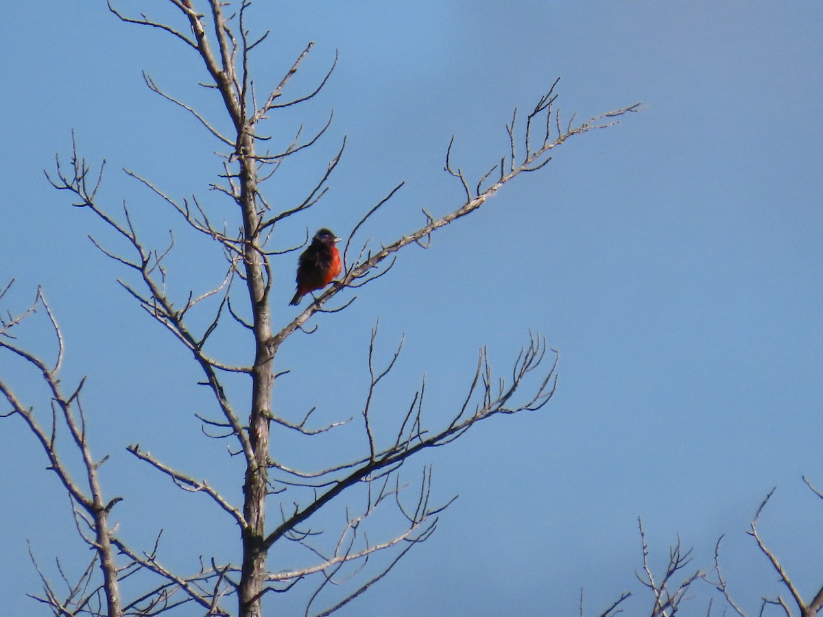 Painted Bunting - ML639442980