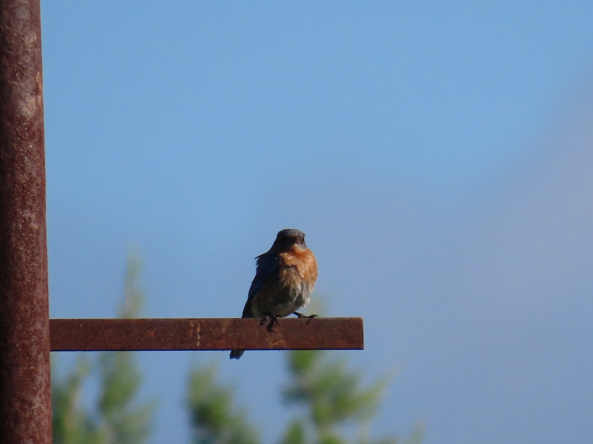 Eastern Bluebird - ML639442997