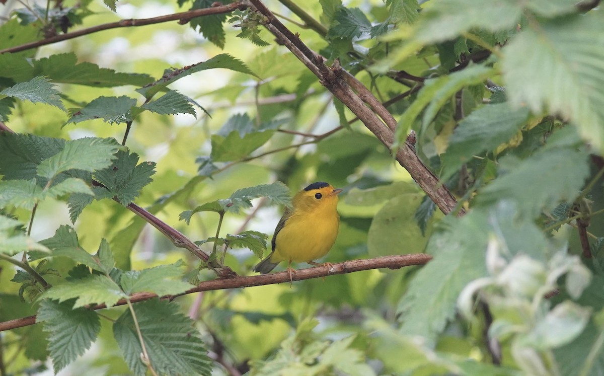 Wilson's Warbler - ML639443003