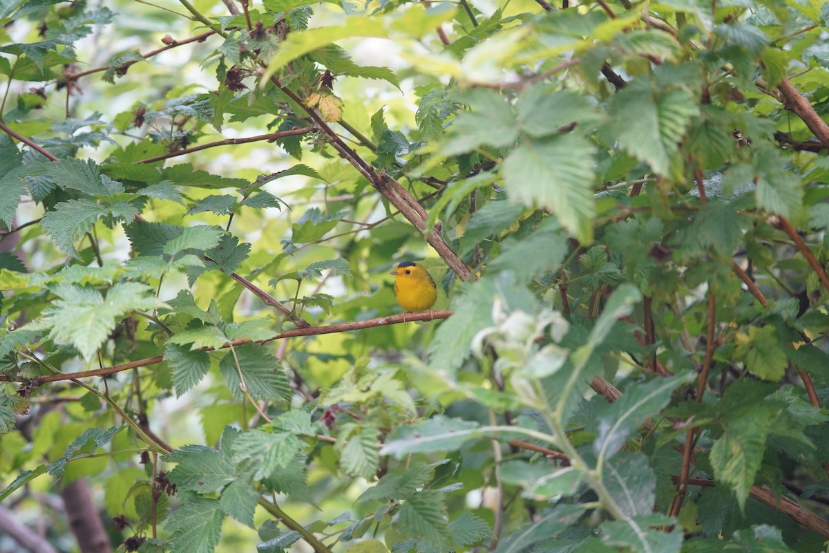 Wilson's Warbler - ML639443004