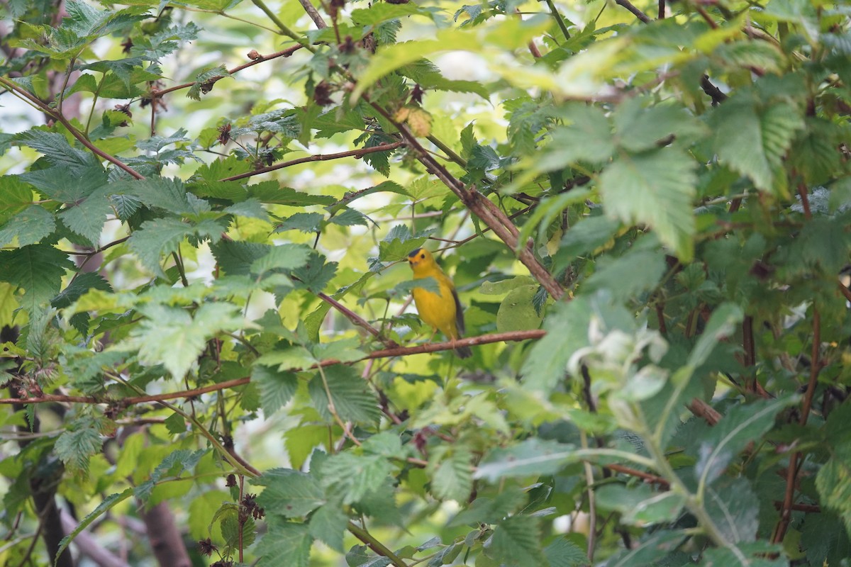 Wilson's Warbler - ML639443005
