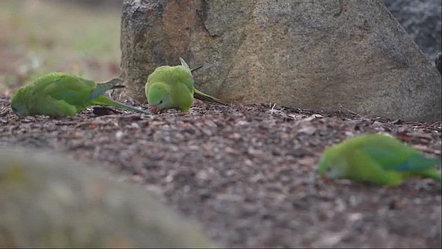 Superb Parrot - ML639443020
