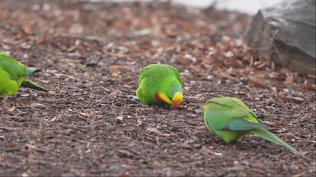Superb Parrot - ML639443023