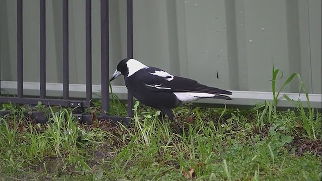 Australian Magpie - ML639443040