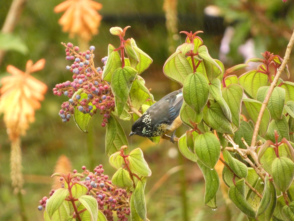 Spangle-cheeked Tanager - ML639443058