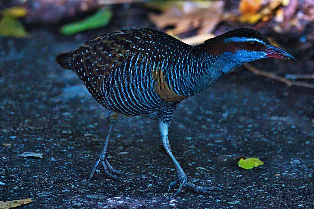 Buff-banded Rail - ML639443099