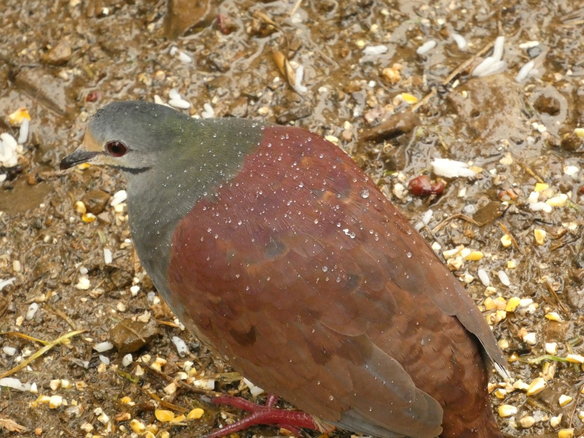 Buff-fronted Quail-Dove - ML639443101