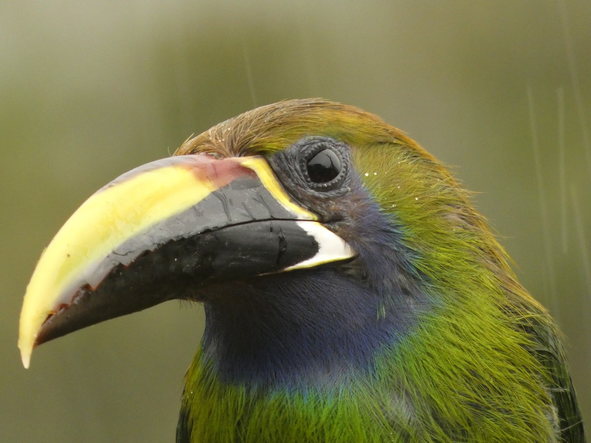 Northern Emerald-Toucanet - ML639443200
