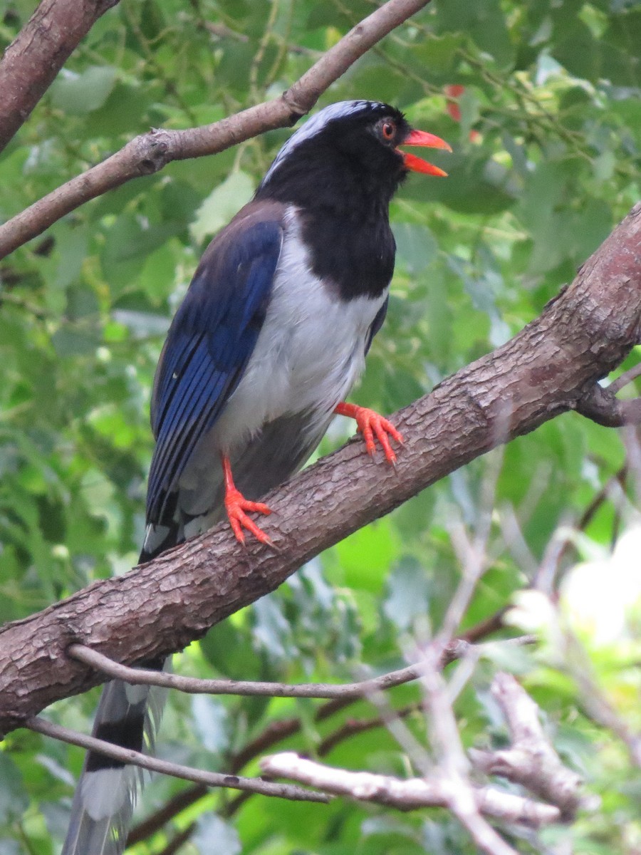 Red-billed Blue-Magpie - ML639443223