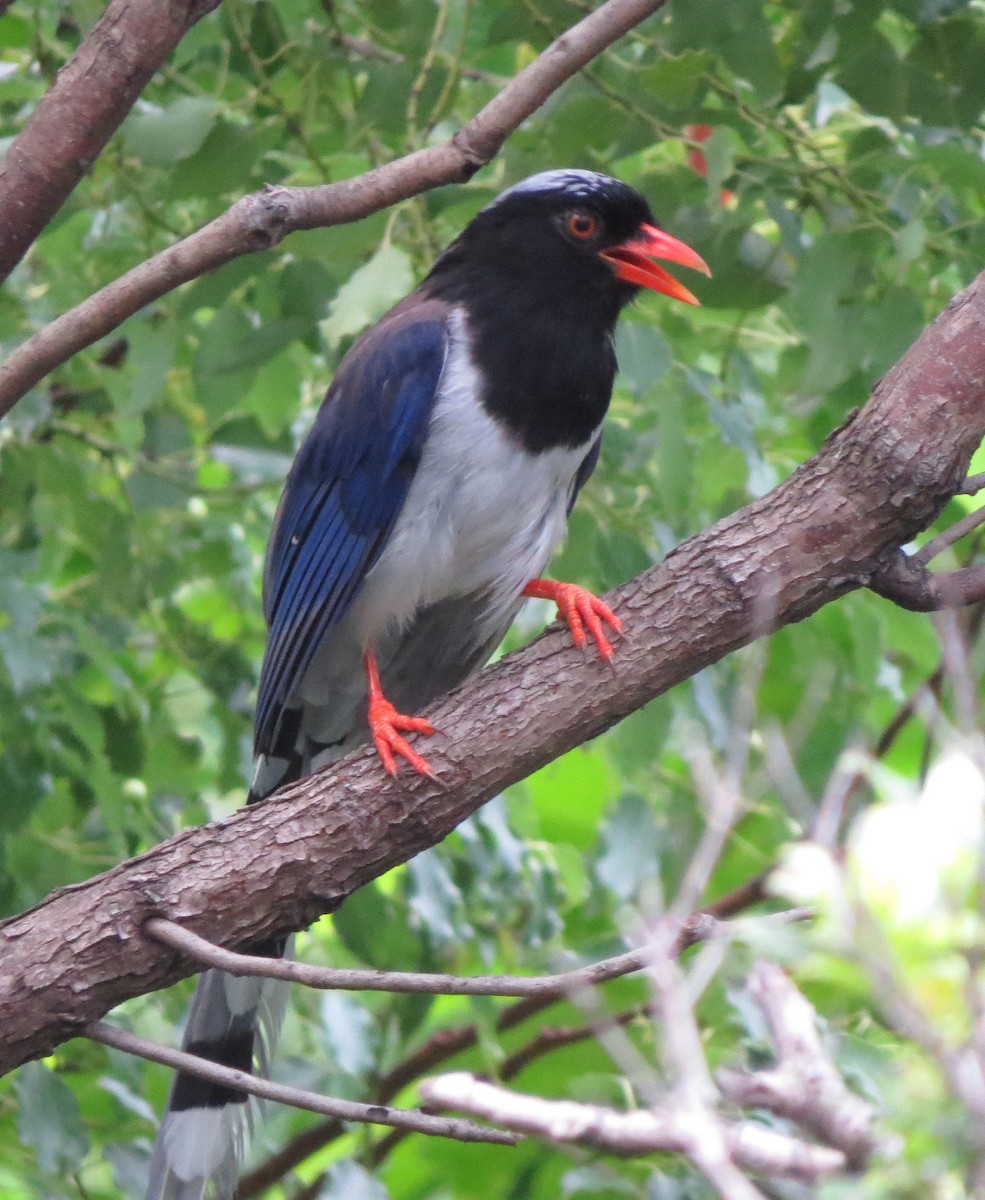 Red-billed Blue-Magpie - ML639443224