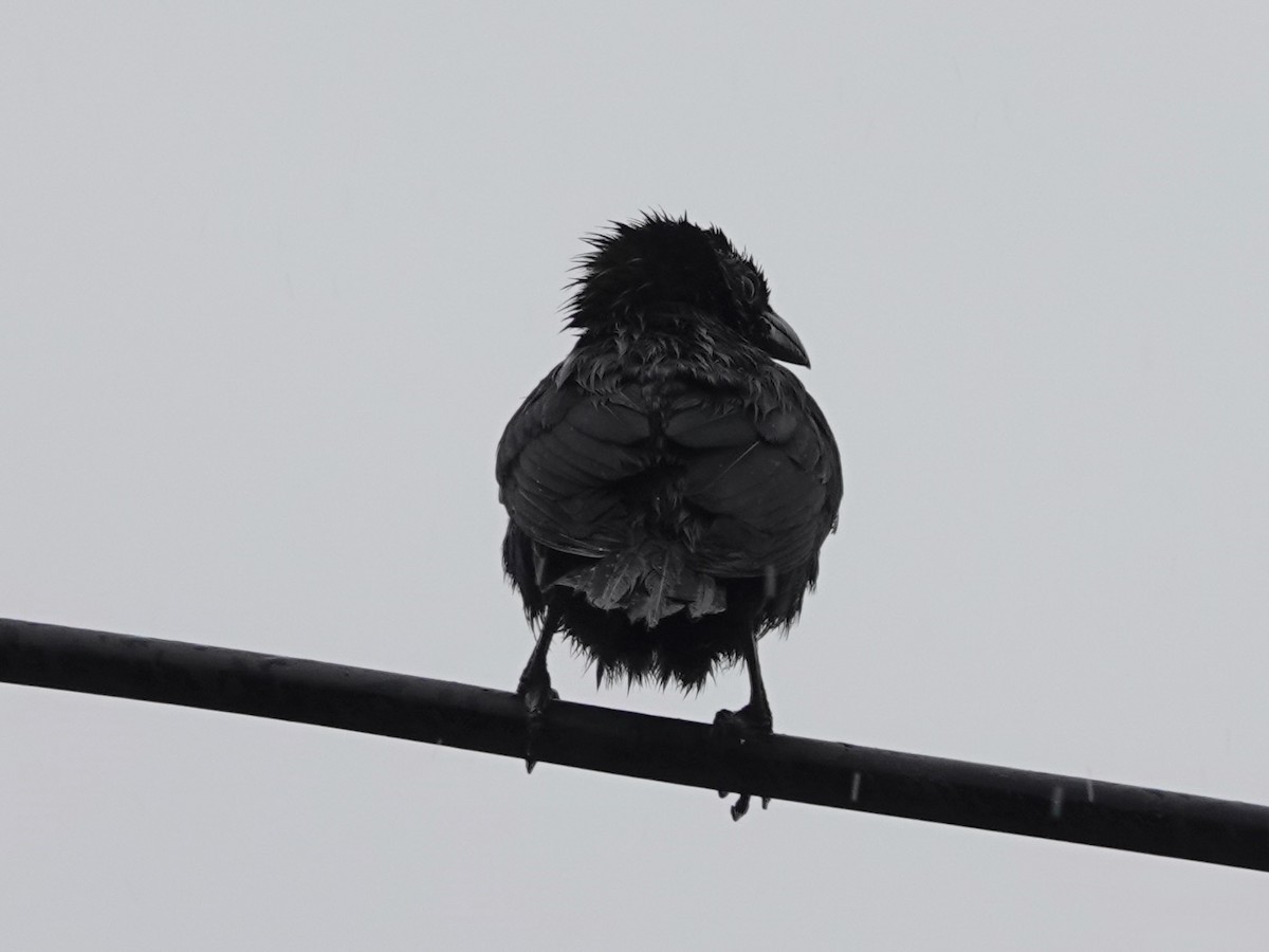 Moluccan Starling - ML639443225