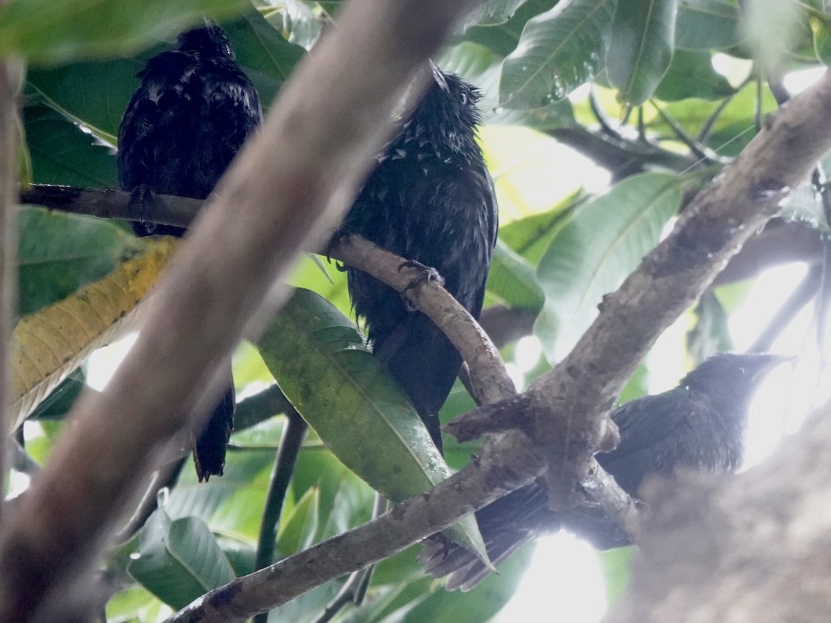 Moluccan Starling - ML639443226