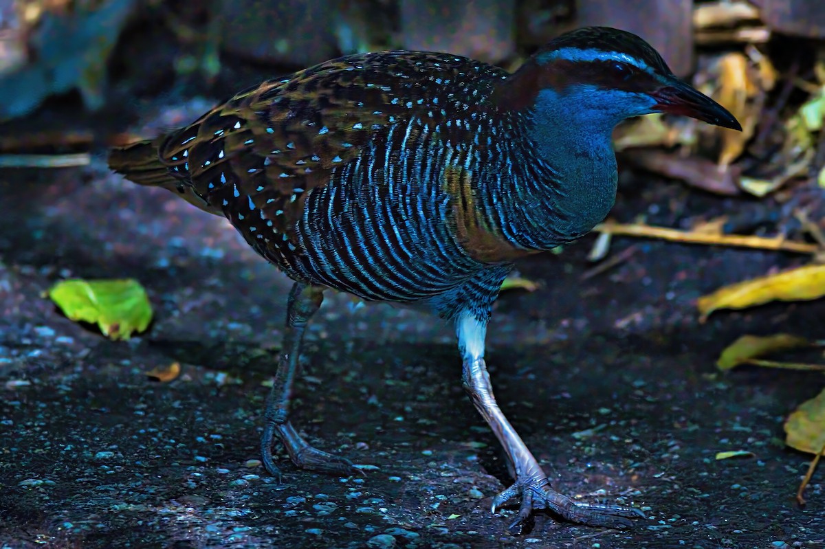 Buff-banded Rail - ML639443227