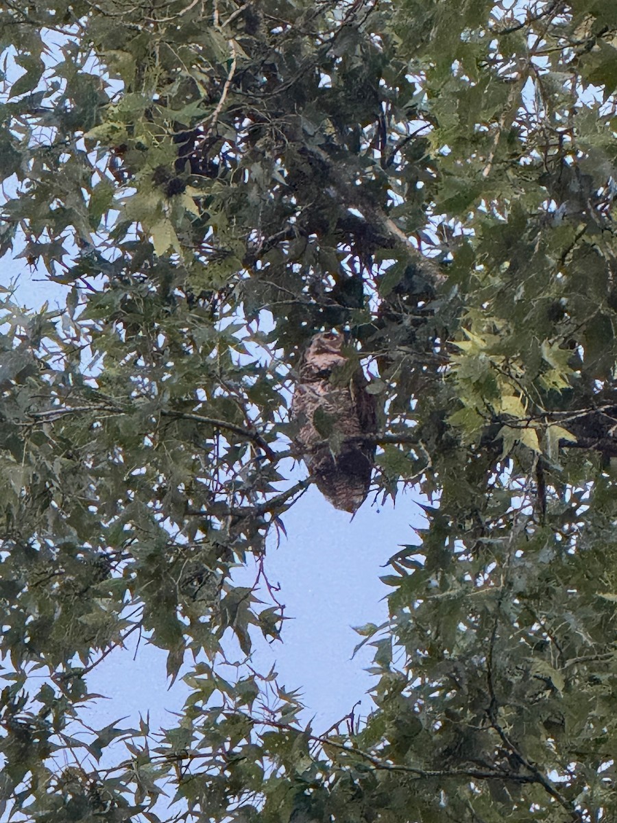 Great Horned Owl - ML639443244