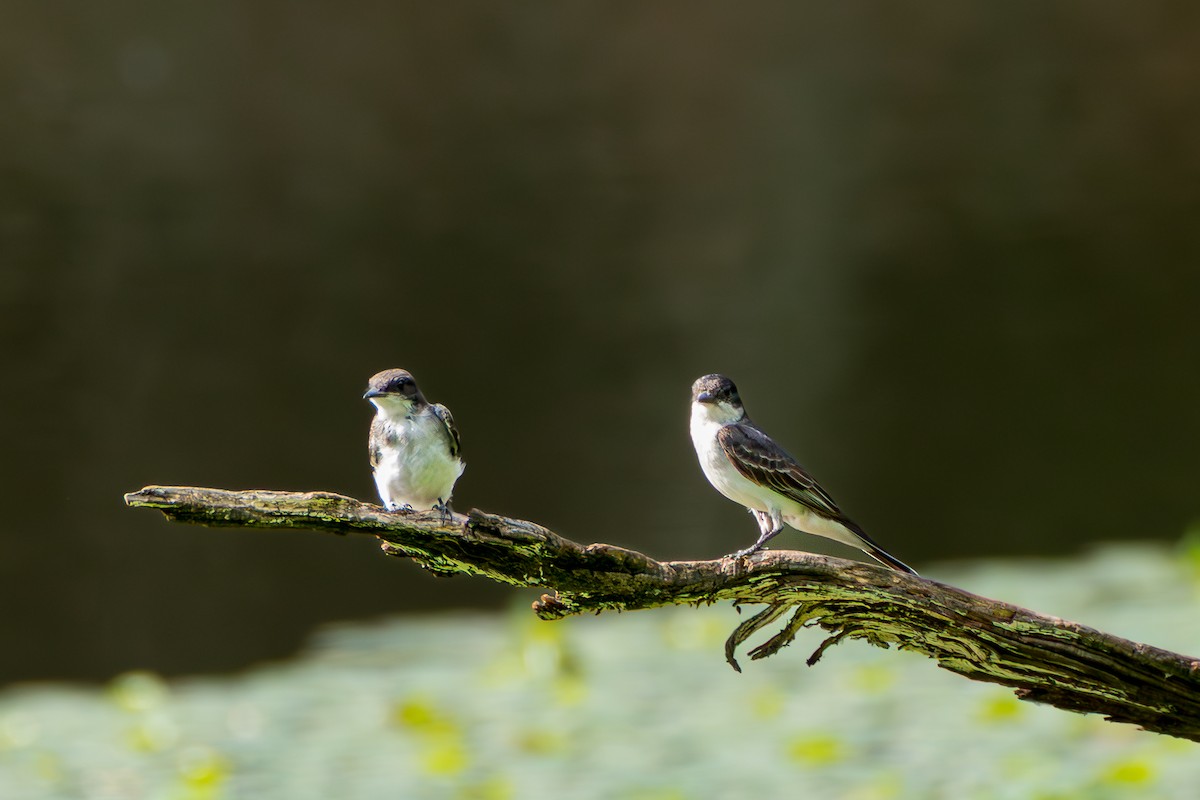 Eastern Kingbird - ML639443251