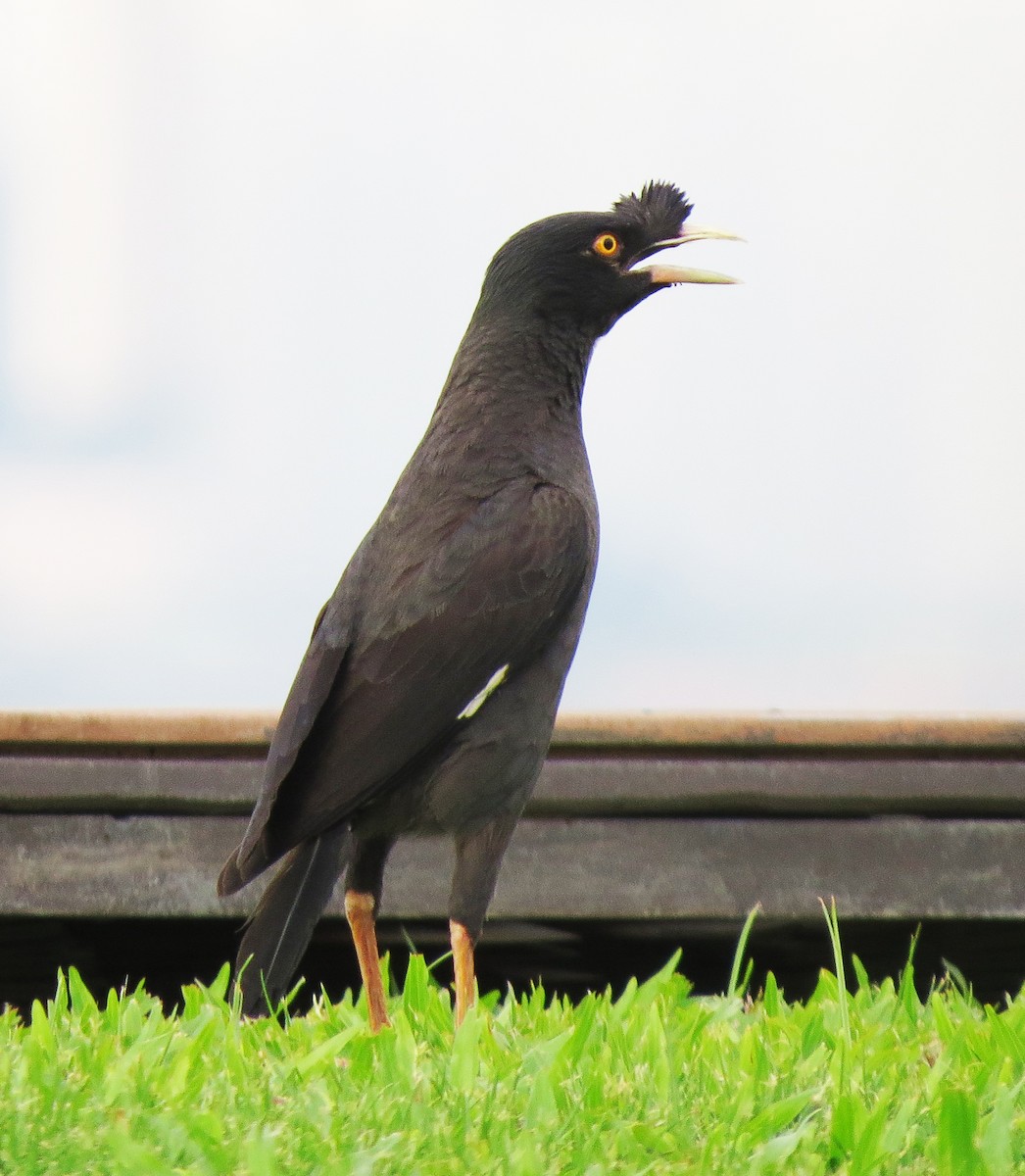 ハッカチョウ - ML639443267