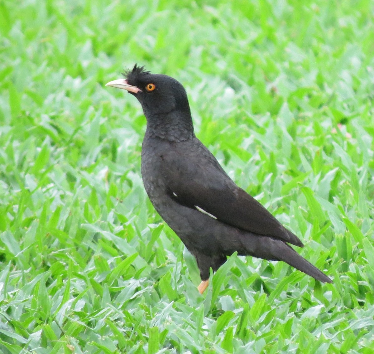 ハッカチョウ - ML639443268