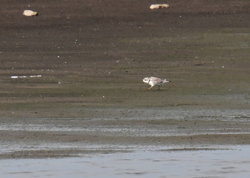 Piping Plover - ML639443281