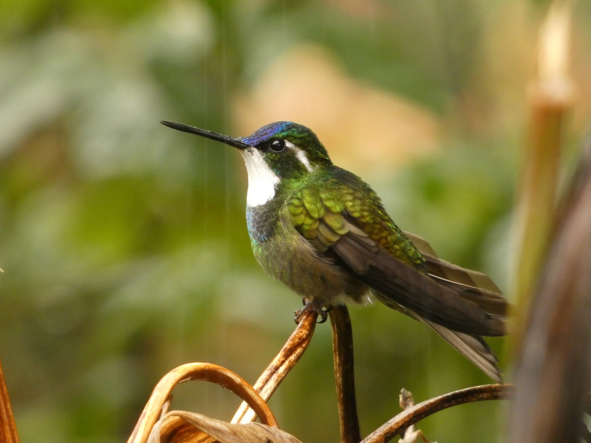 White-throated Mountain-gem - ML639443369