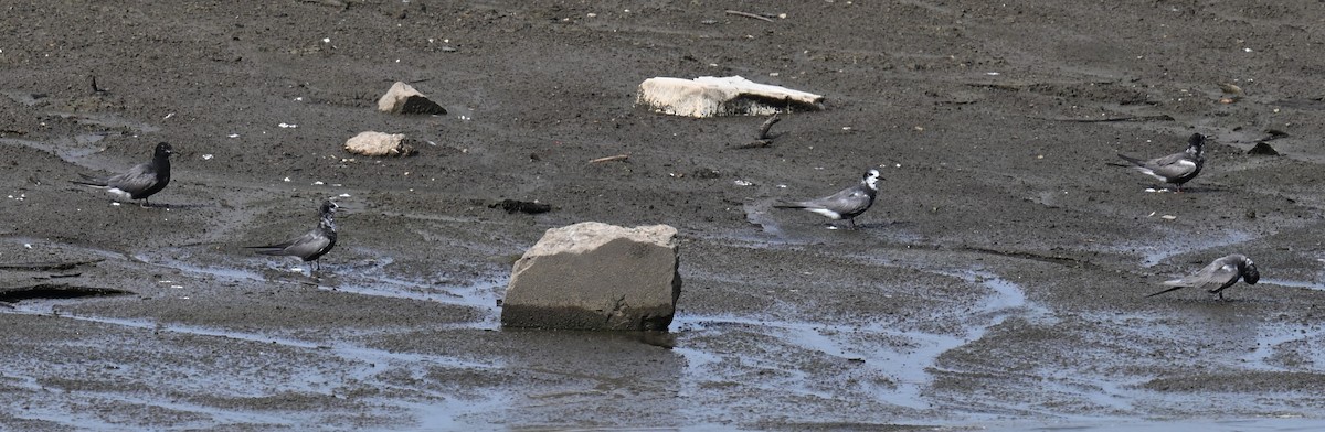 Black Tern - ML639443377