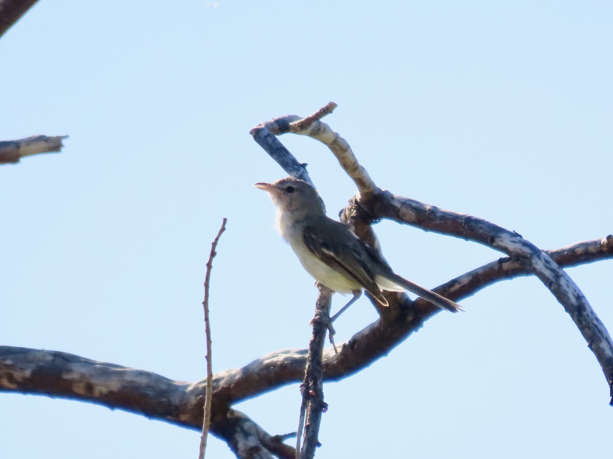 Bell's Vireo - ML639443520