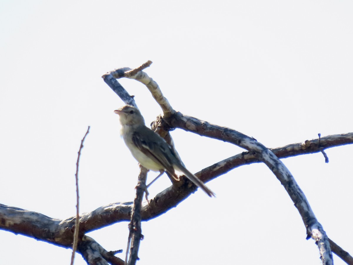 Bell's Vireo - ML639443521