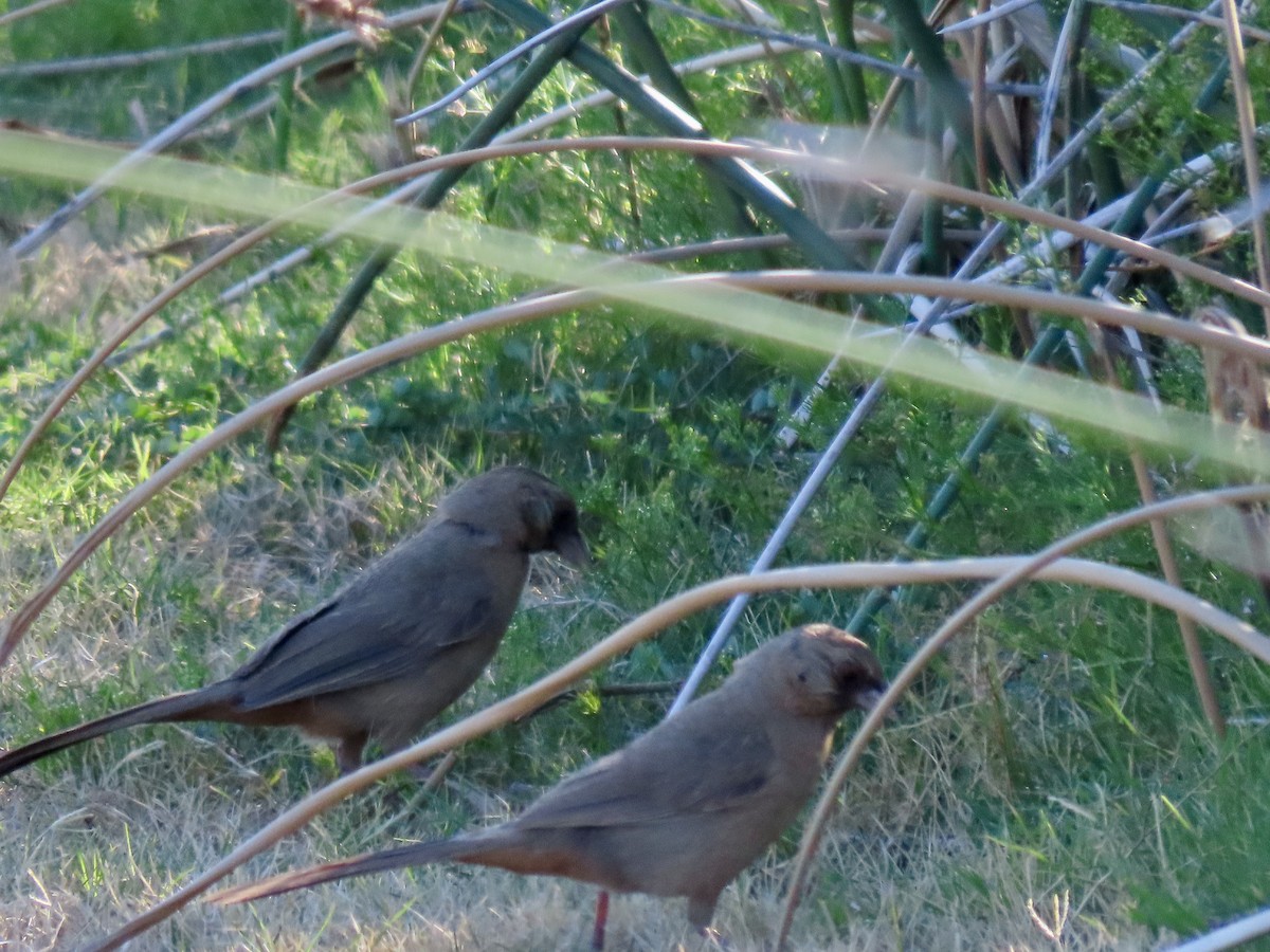 Abert's Towhee - ML639443532