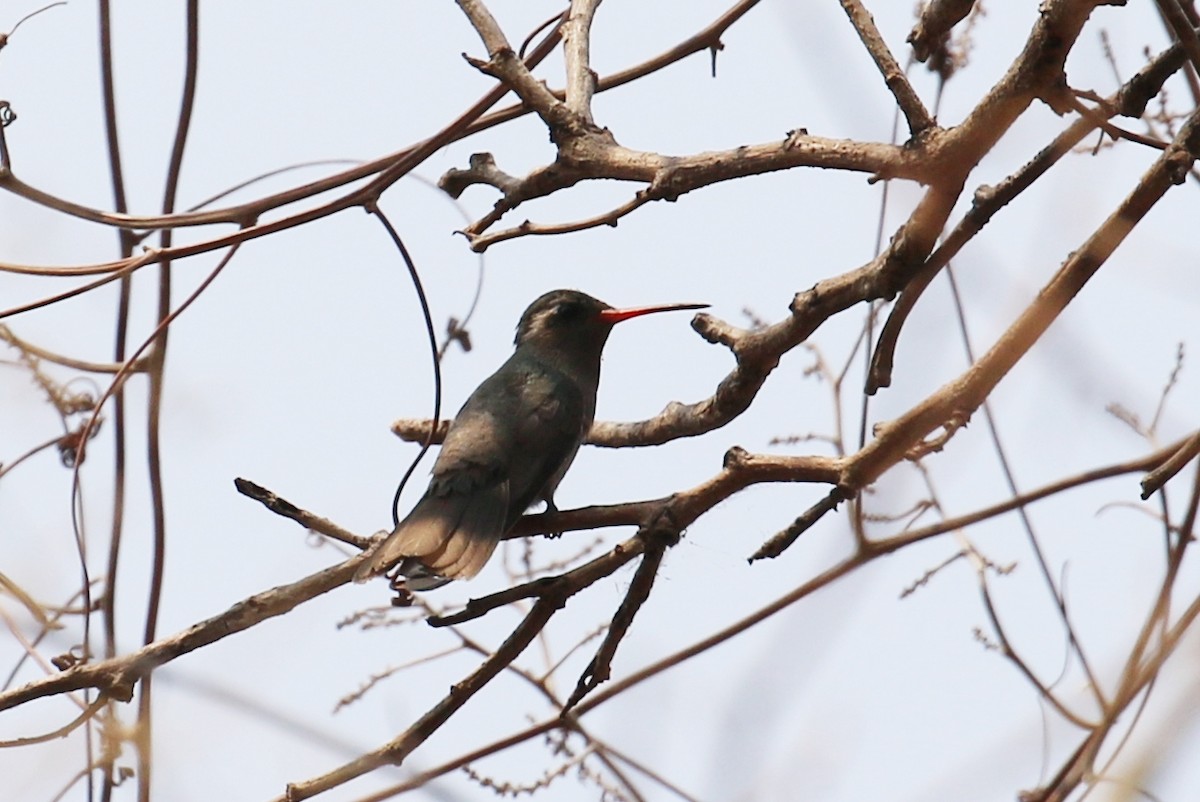 Dusky Hummingbird - ML639443572