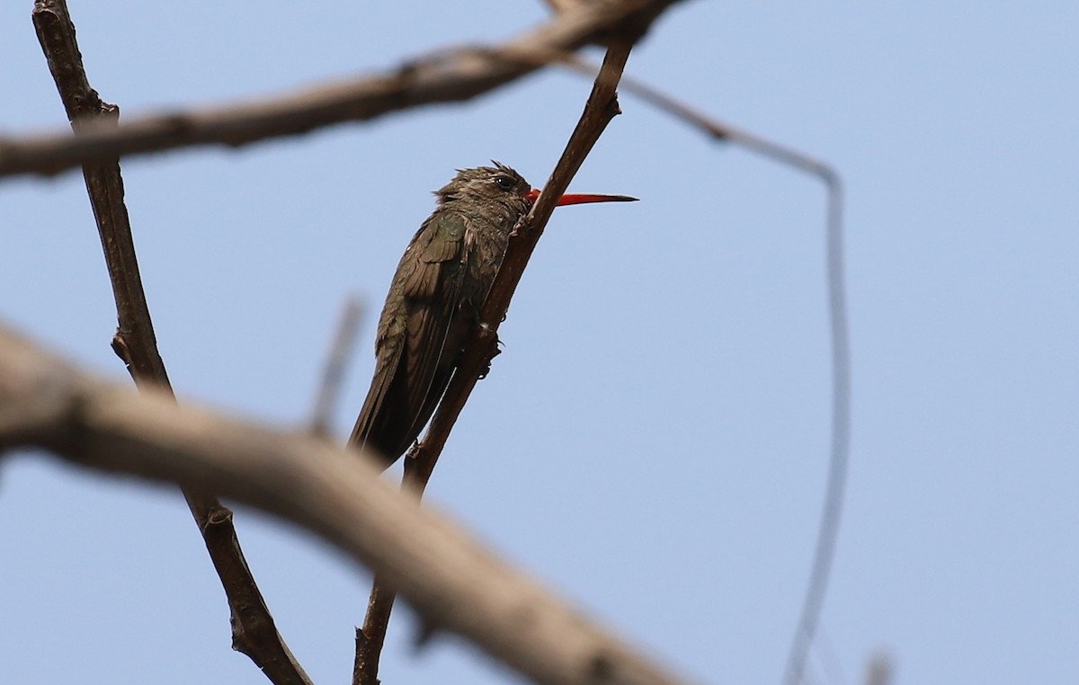 Dusky Hummingbird - ML639443576