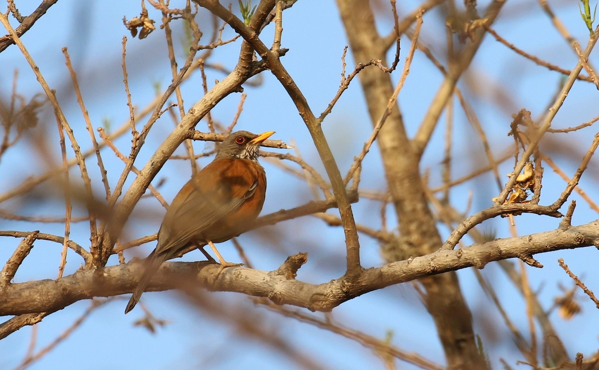 Rufous-backed Robin - ML639443673