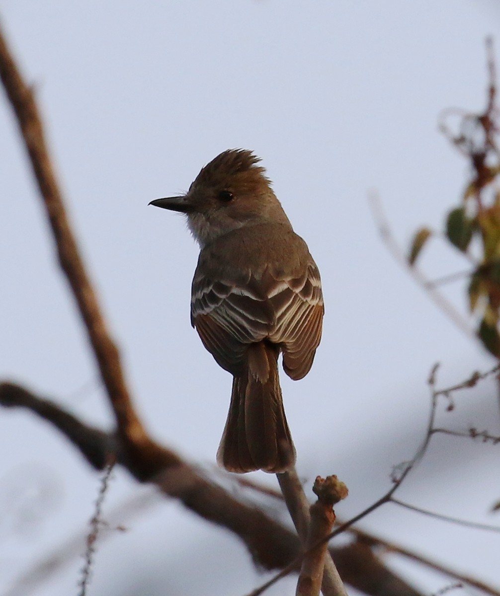 Nutting's Flycatcher - ML639443687