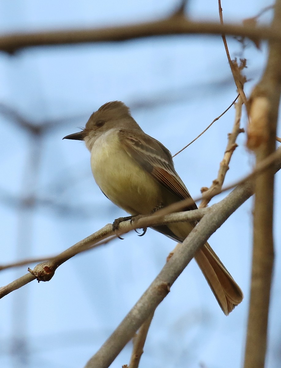 Nutting's Flycatcher - ML639443688