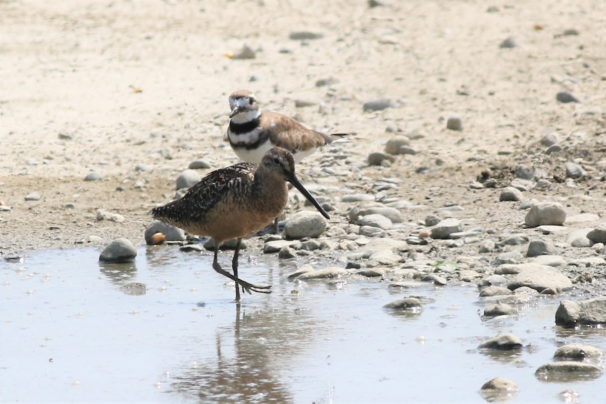 Long-billed Dowitcher - ML63944371