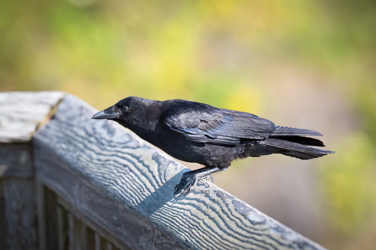 American Crow - ML639443736