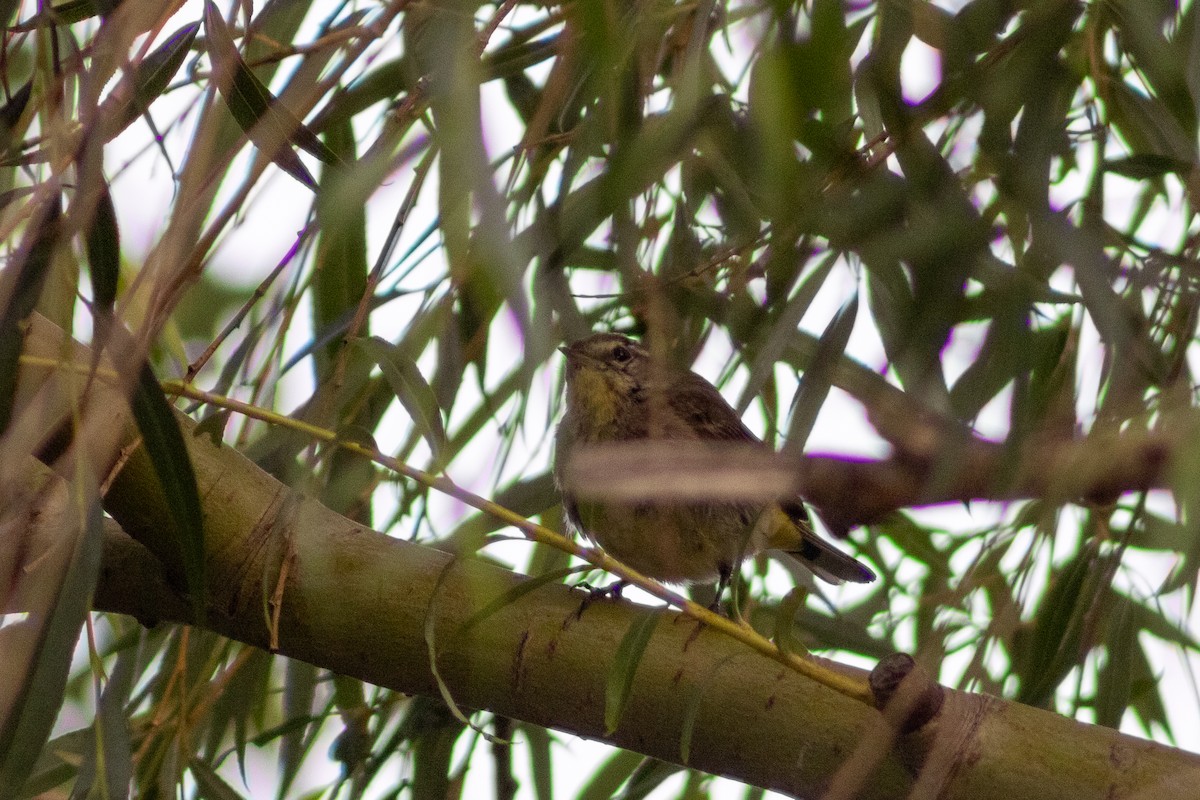 Palm Warbler - ML639443745