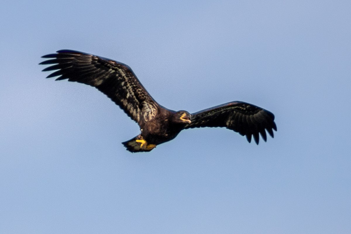 Bald Eagle - ML639443752