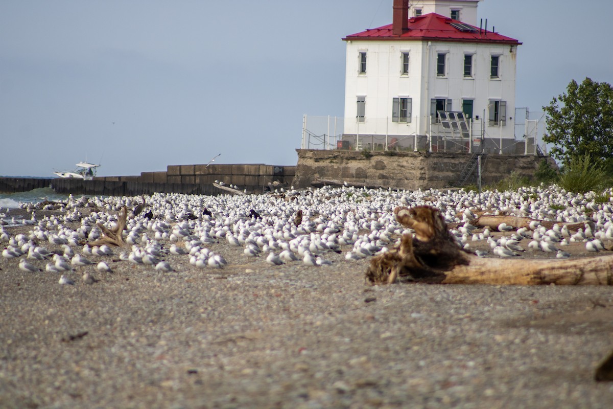 Ring-billed Gull - ML639443753