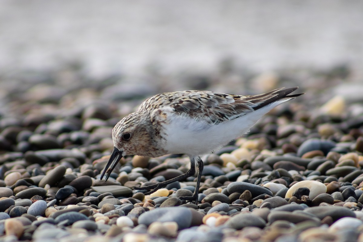 Sanderling - ML639443755