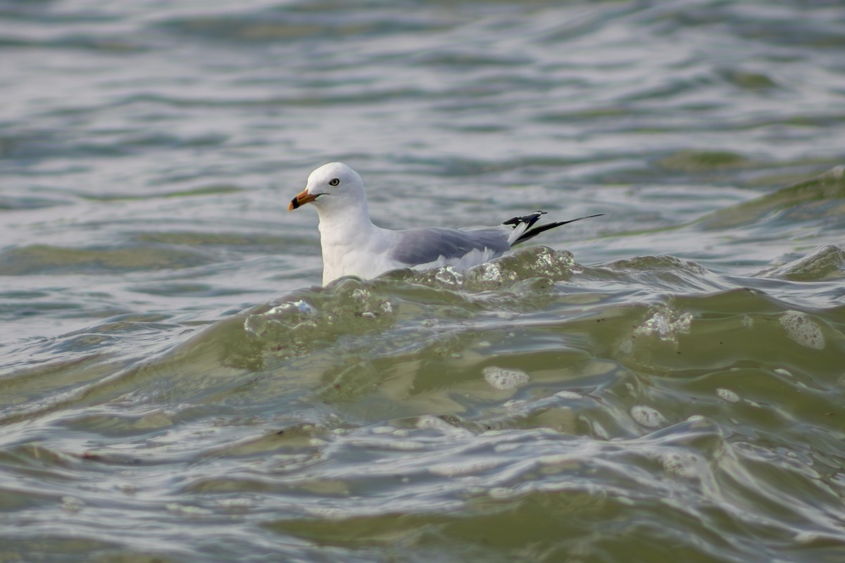 Ring-billed Gull - ML639443756
