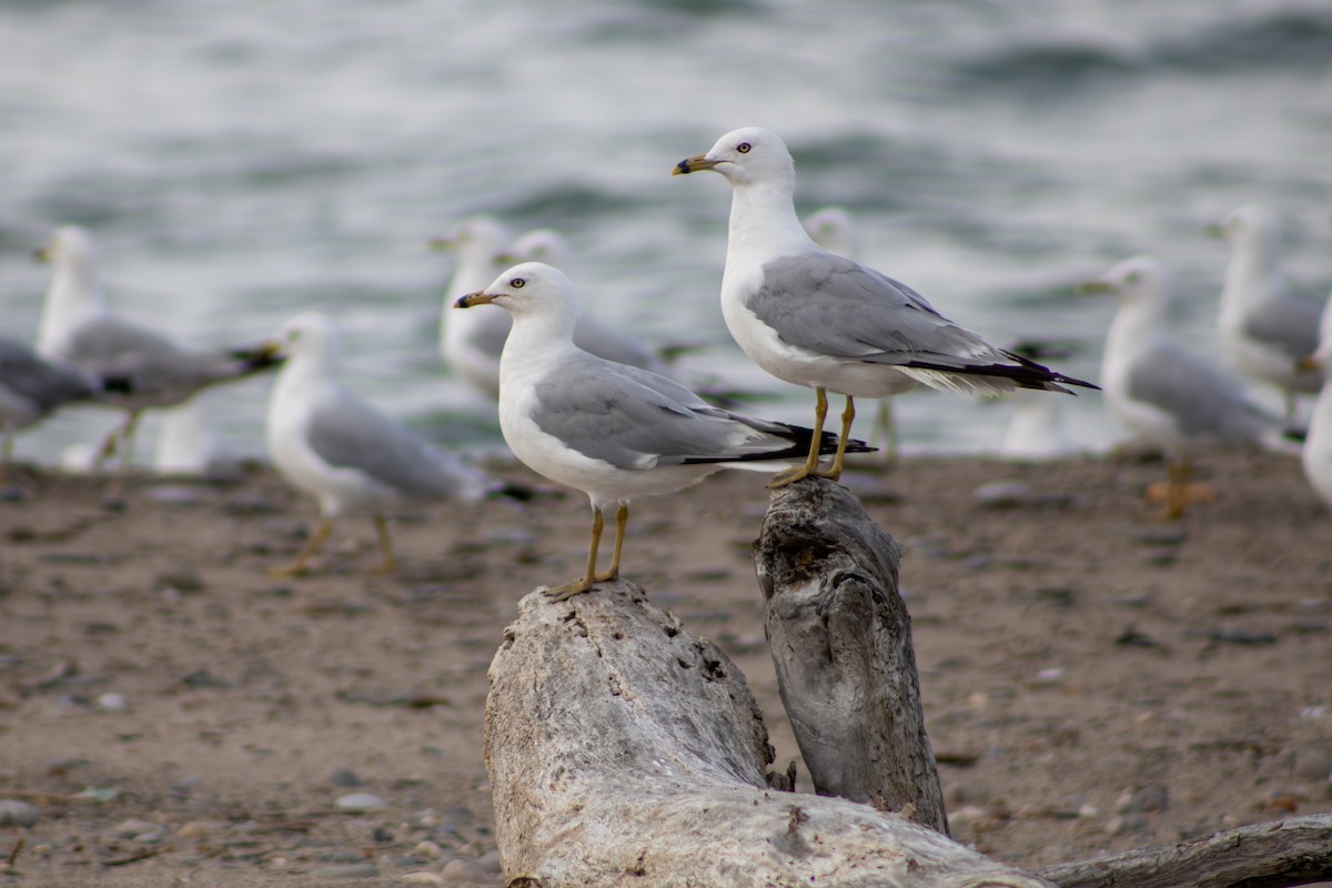 Ring-billed Gull - ML639443757