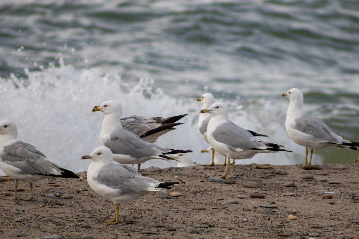 Ring-billed Gull - ML639443758