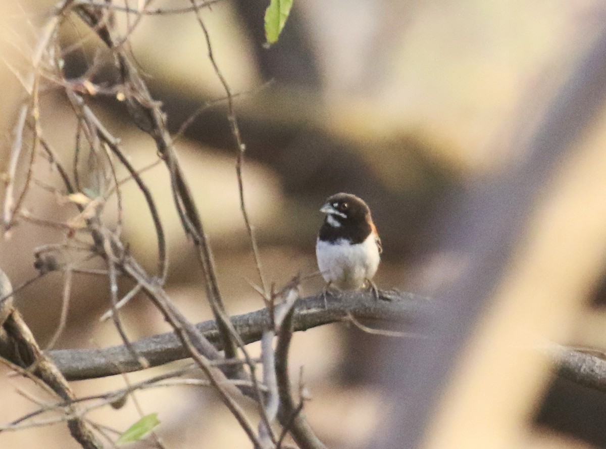 Black-chested Sparrow - ML639443770